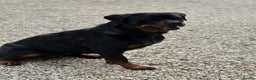 Rottweiler dogs for sale: Adult Girl 4 Years Old  - Advert 6