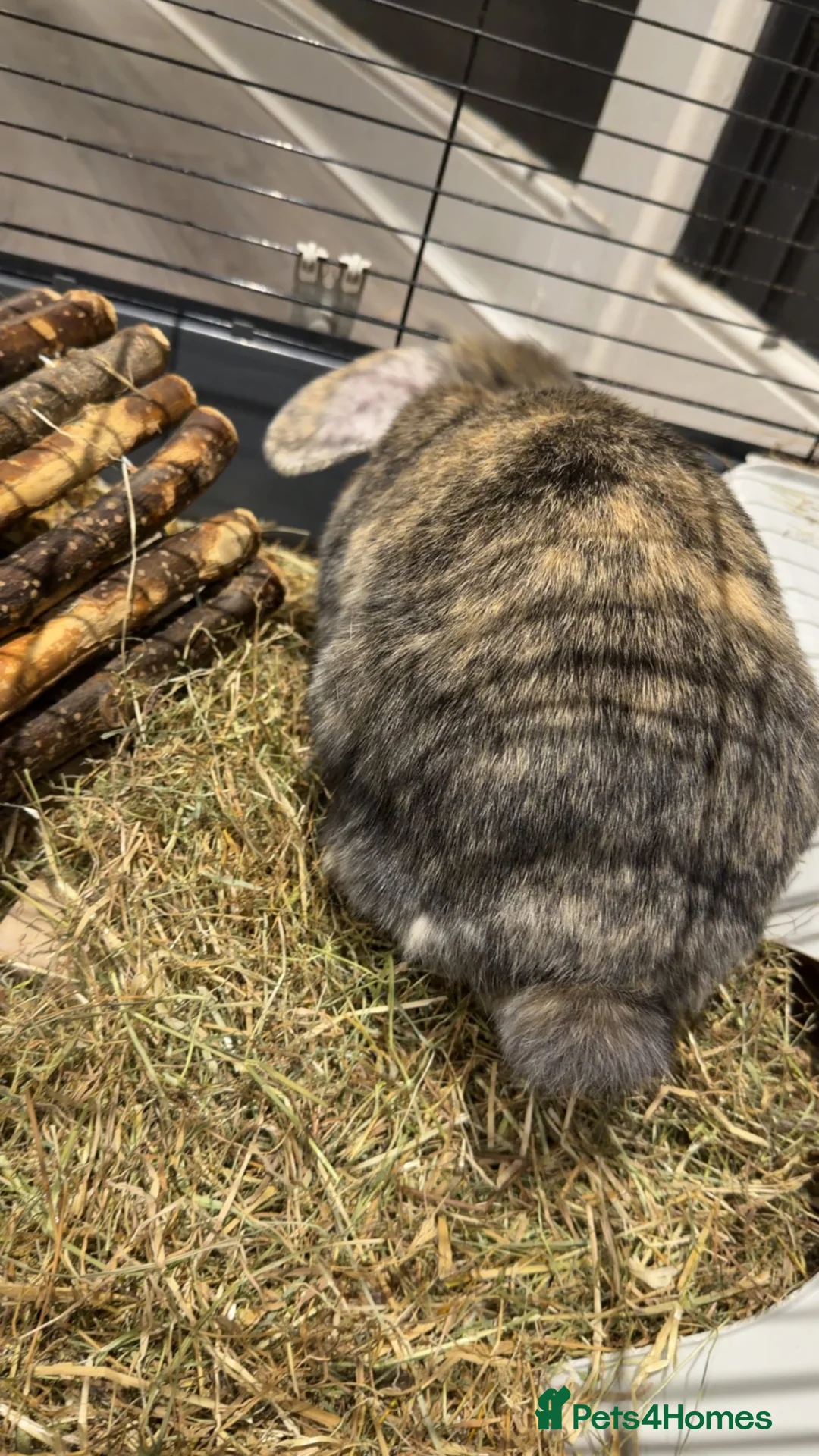 Mini Lop rabbits for sale: Mini Lop Bunny in Birmingham - Advert 2