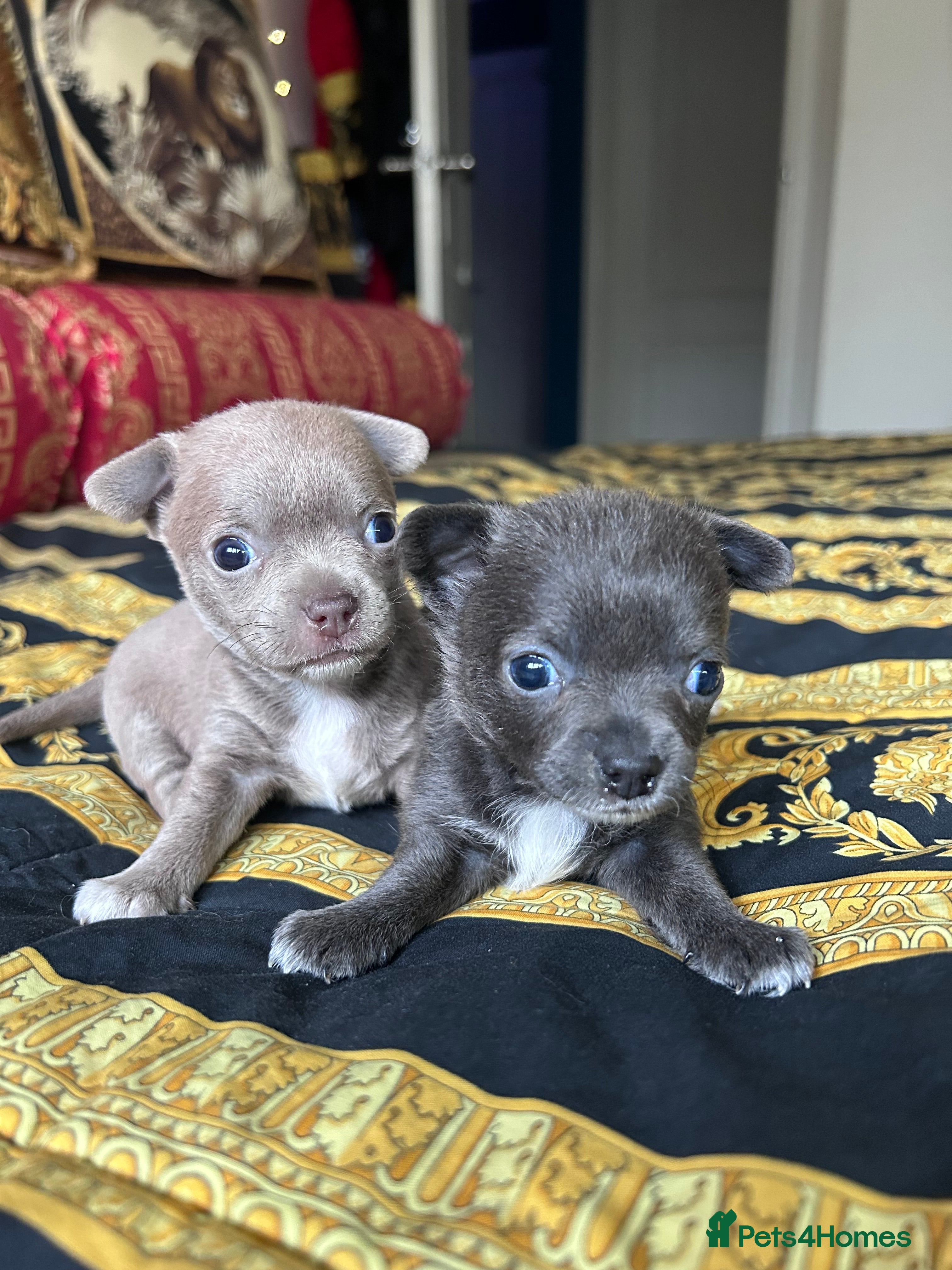 Chihuahua dogs 2 stunning short hair chihuahua females - Advert 15