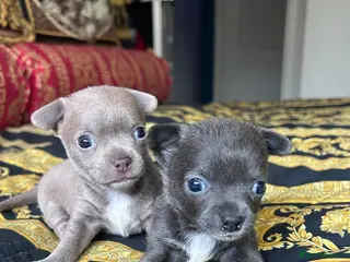 Chihuahua dogs 2 stunning short hair chihuahua females - Advert 15