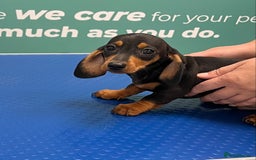 Dachshund dogs for sale: Dachshund puppies  - Image 4