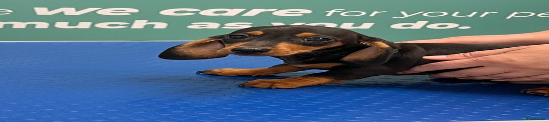 Dachshund Puppy 1