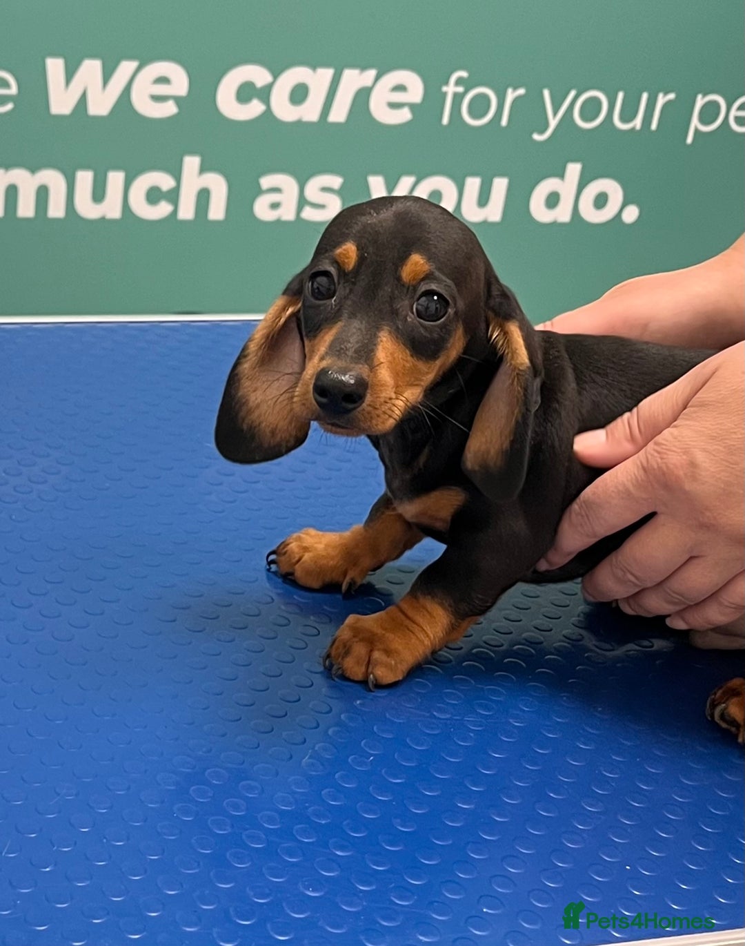 Dachshund dogs for sale: Dachshund puppies  - Image 4