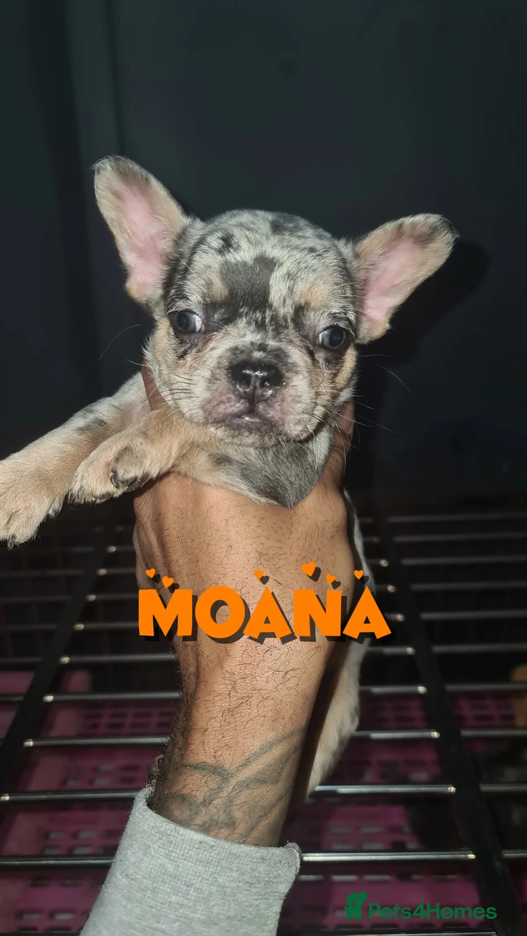 French Bulldog dogs for sale: ✨ Enchanted Frenchie Puppies Ready Now! ✨ - Advert 12