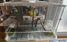 Budgerigars birds for sale: 1 male budgie for sale with cage - Image 4