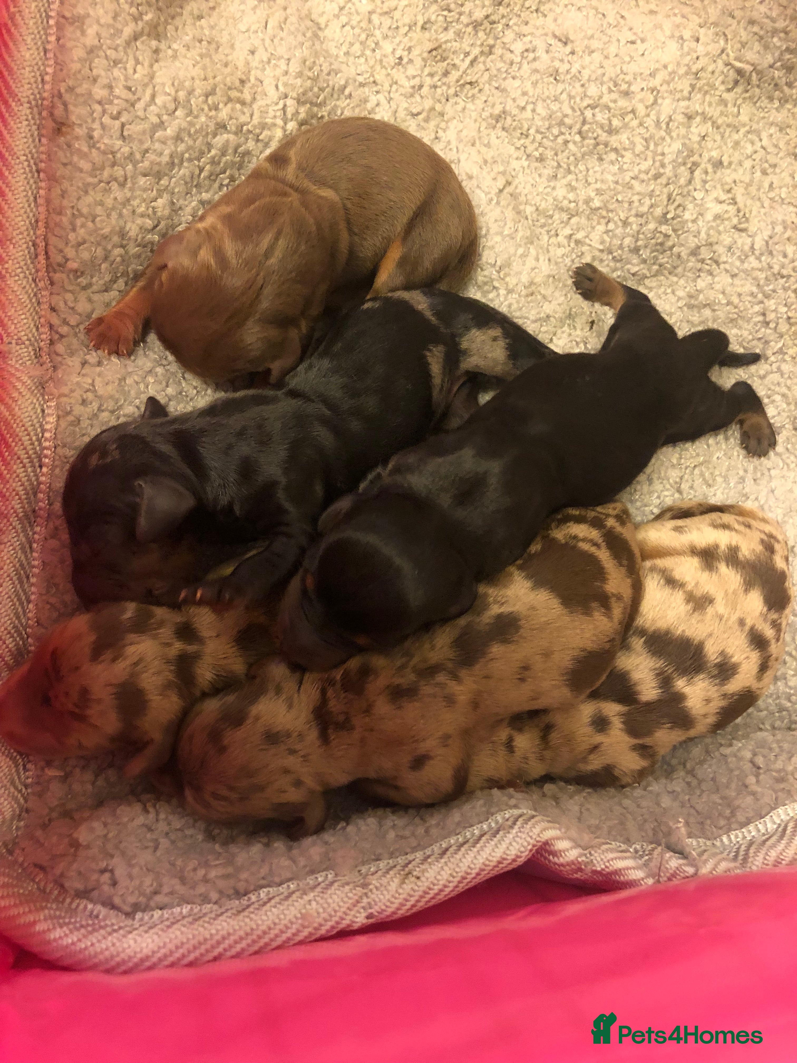 Miniature Dachshund dogs Miniature Dachshund Puppies - Advert 1
