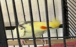 Cockatiels birds for sale: Boy cockatiel  - Image 3