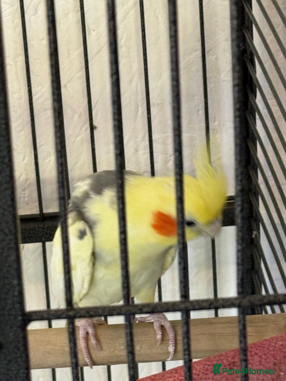 Cockatiels birds for sale: Boy cockatiel  - Image 3