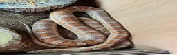 Lizard reptiles for sale: Available Rescues Looking for Their Forever Homes - Advert 3