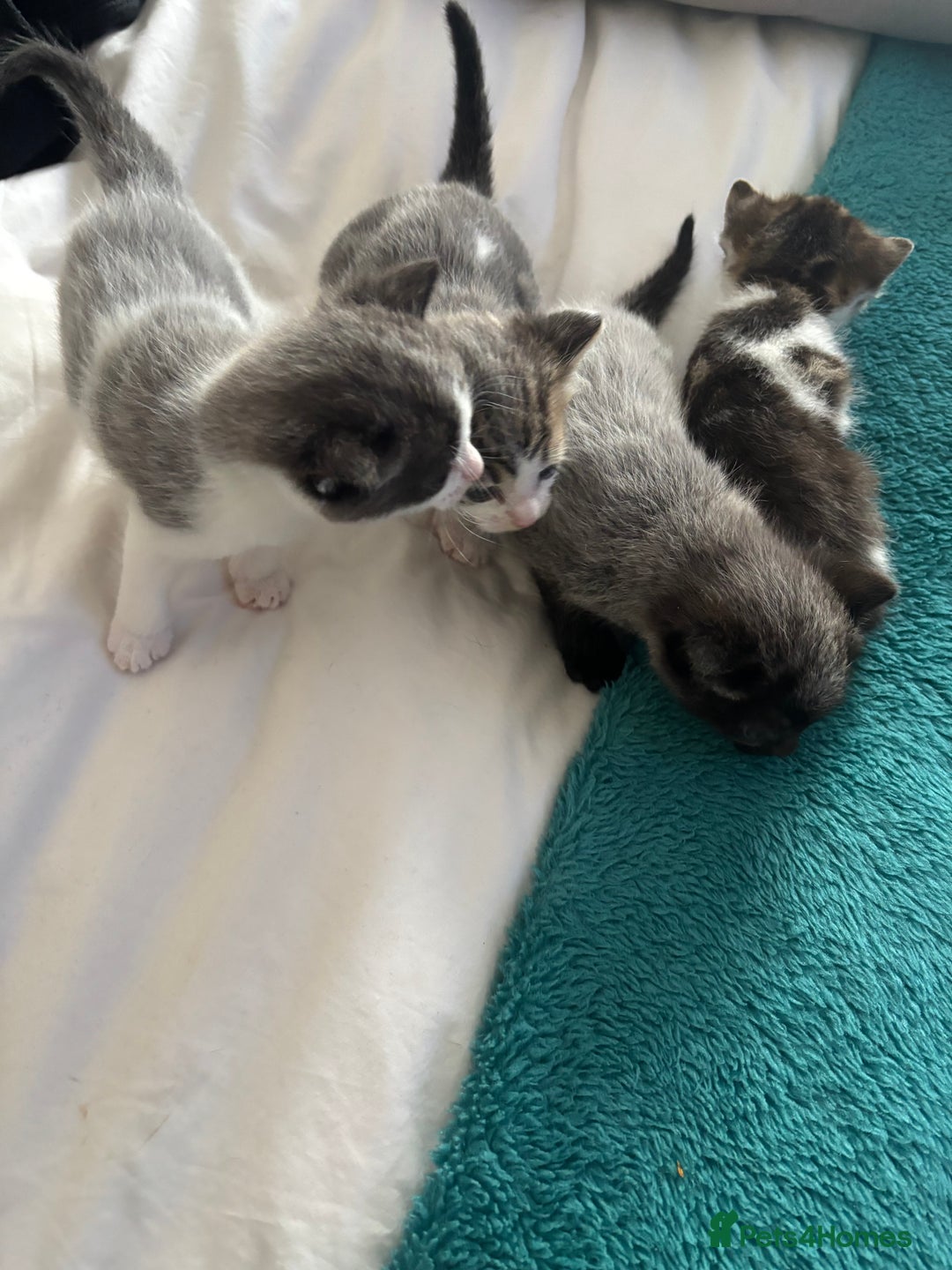 Mixed Breed cats for sale: Beautiful tabby x Ragdoll kittens for sale ! - Advert 8