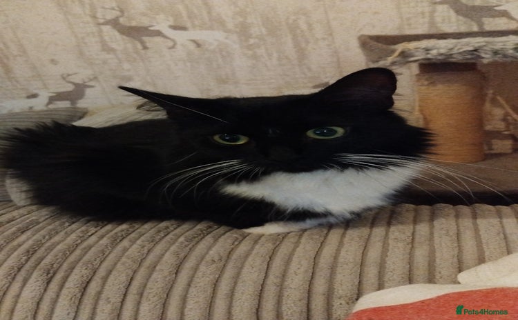 Domestic Shorthair cats - Advert 6