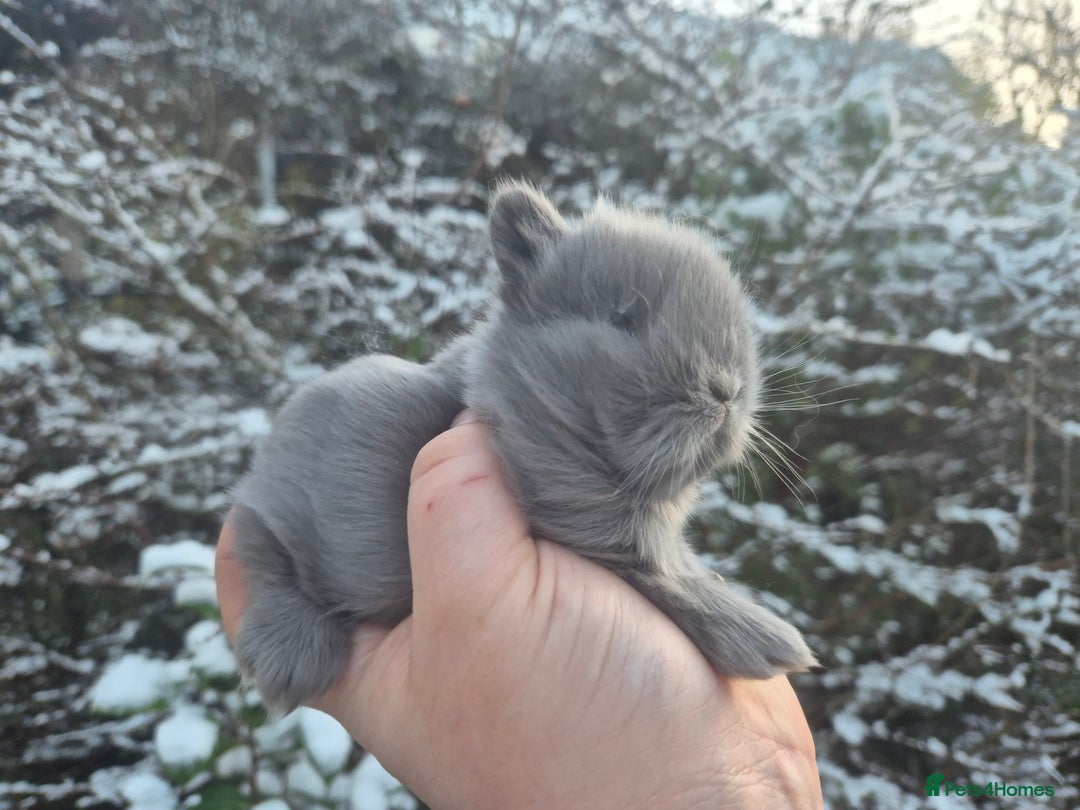 Angora rabbits for sale: 💙 Teddydwerg boy available 💙 - Advert 10