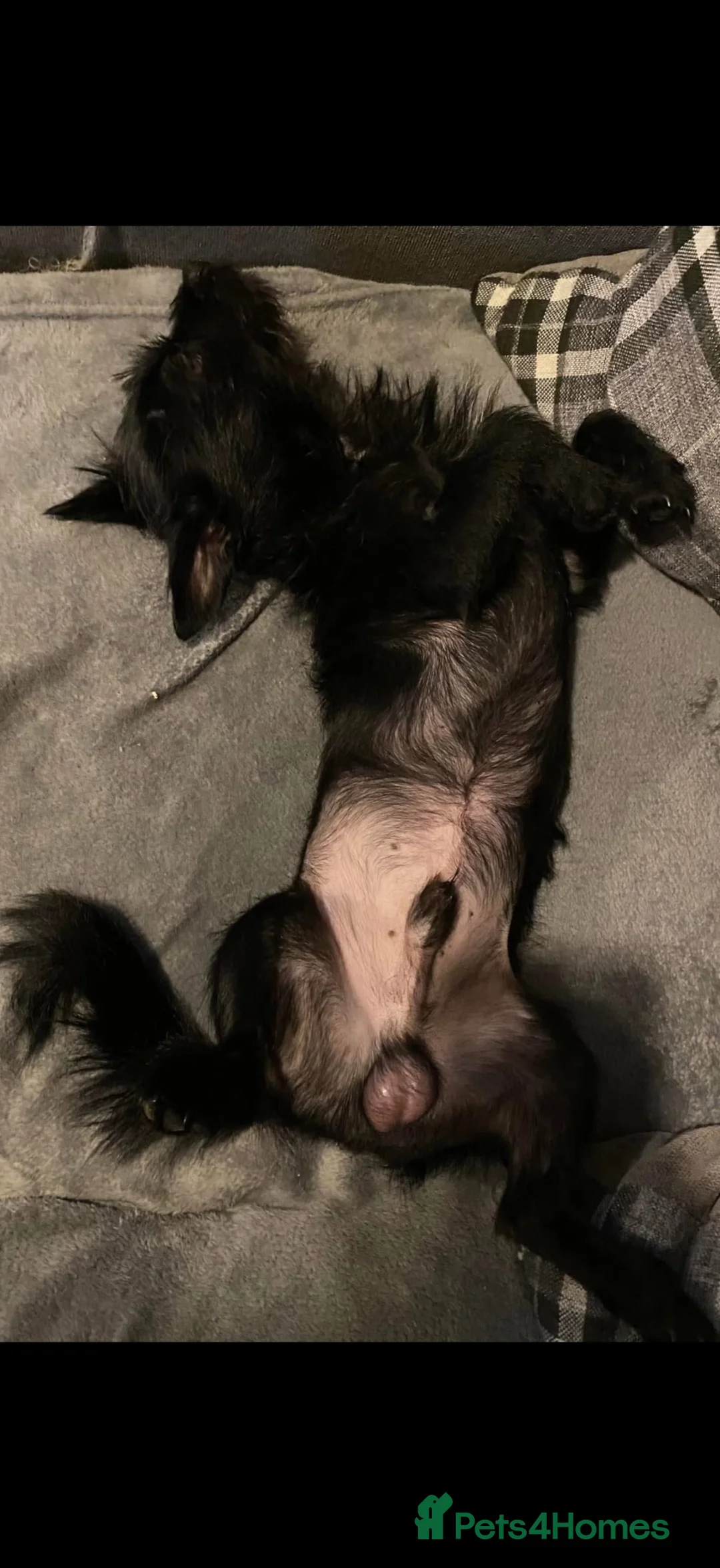 Patterdale Terrier dogs for sale: 2 year old patterdale terrier  - Advert 2