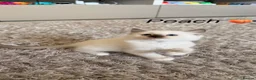 Siberian cats for sale: Beautiful Siberian Kittens – 3 Girls & 4 Boys 💙🩷 - Advert 4