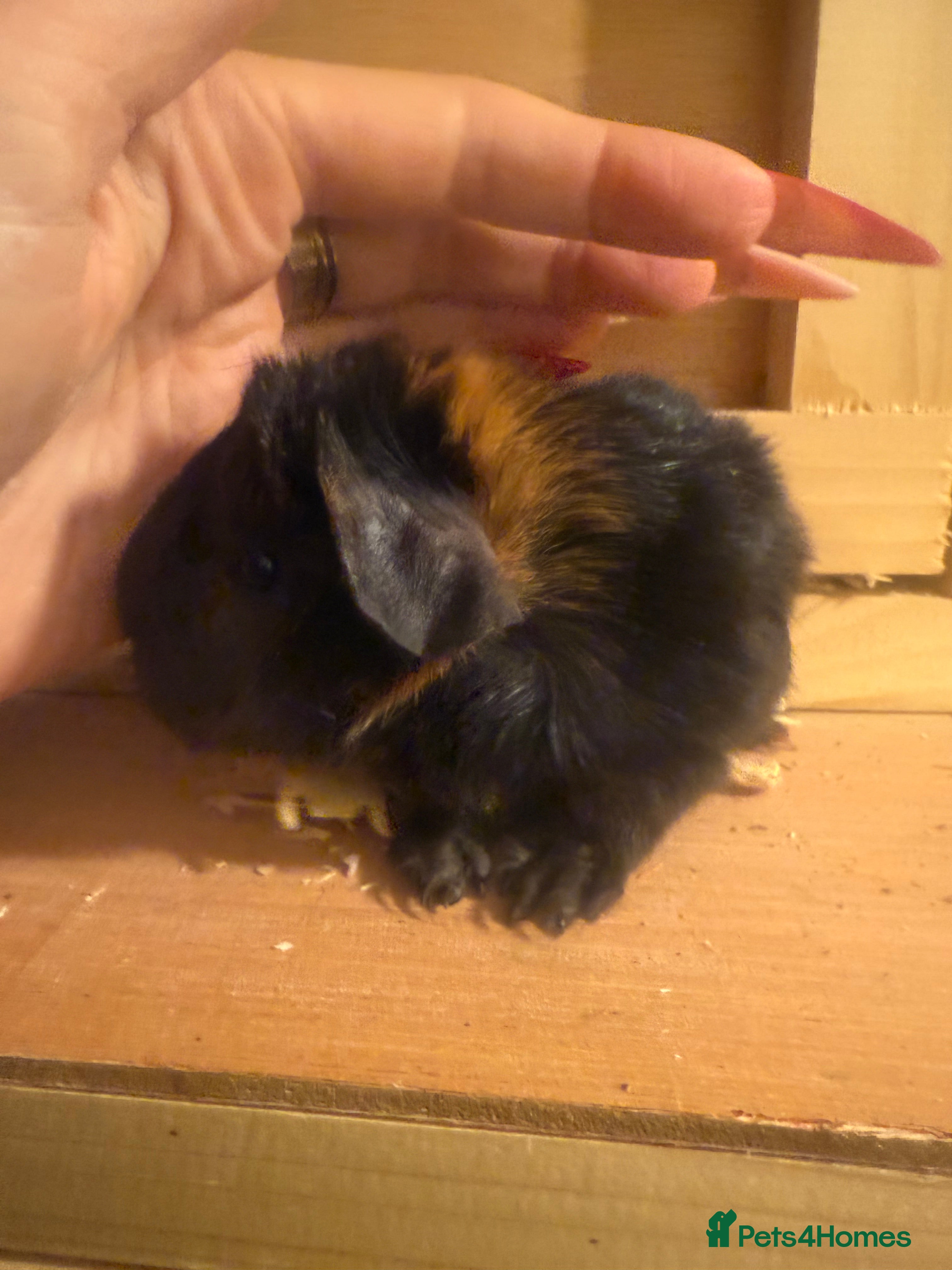 Guinea Pig rodents Baby guinea pigs  - Advert 16