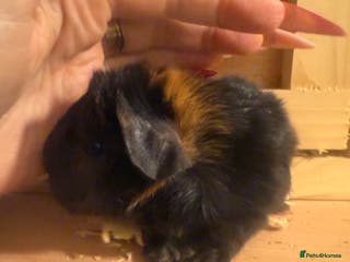 Guinea Pig rodents Baby guinea pigs - Advert 11