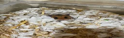 Hamster rodents for sale: Friendly Syrian Hamster + Full Deluxe Setup - Advert 4