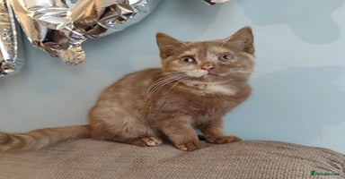 British Shorthair cats - Advert 3