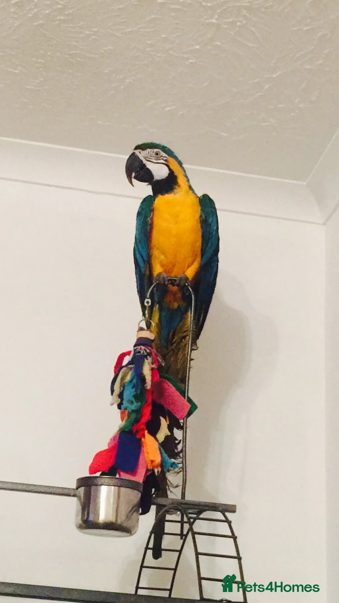 Macaws birds for sale: Beautiful Blue & Gold Macaw - Advert 4