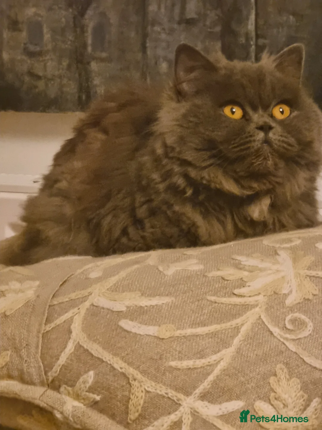 Persian cats for sale: Persian cat female 2 years old - Advert 2