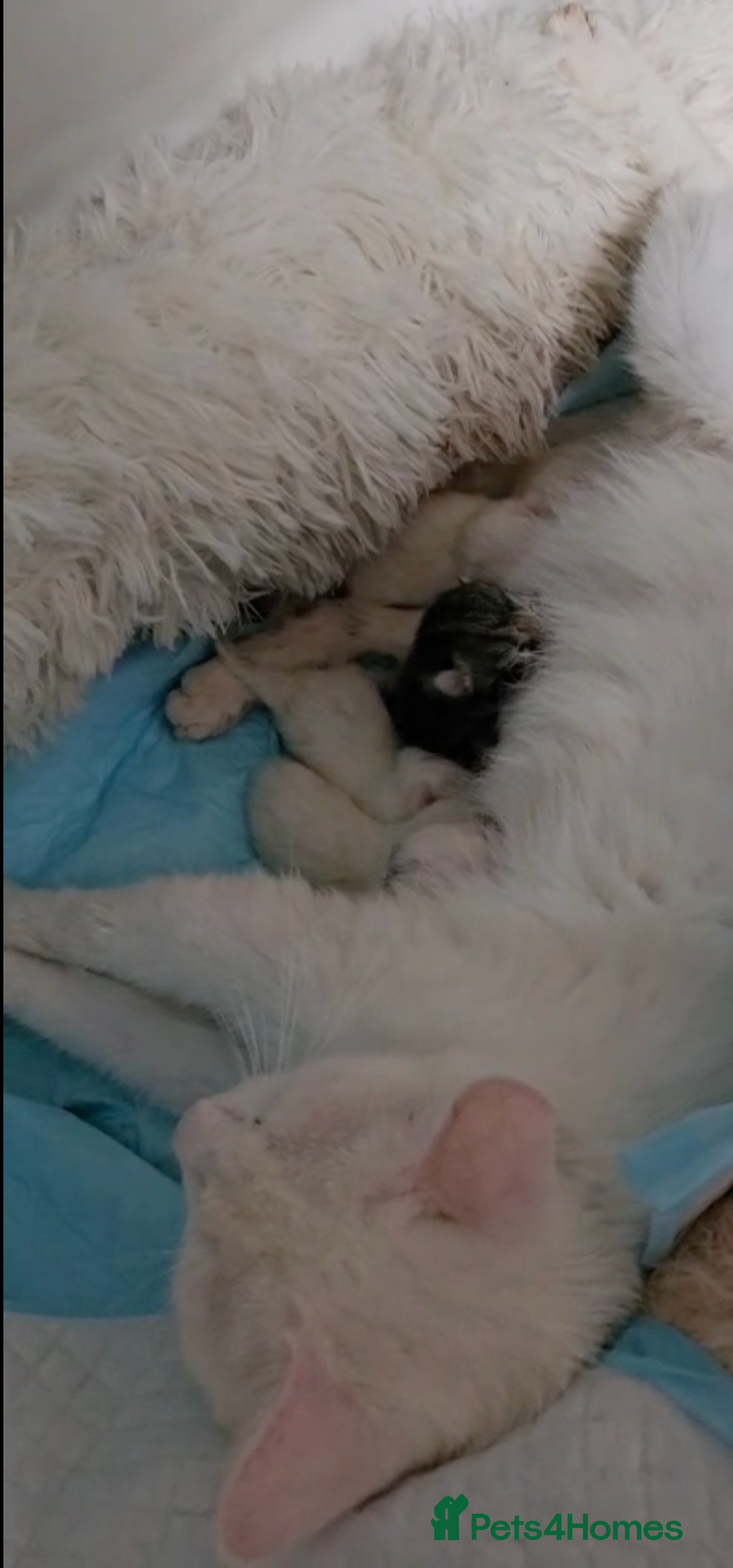 British Shorthair cats for sale: x6 Gorgeous Kittens looking for forever homes - Image 16