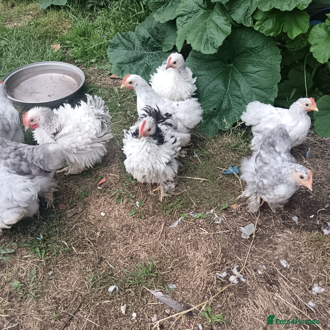 Chickens poultry for sale: £25 each for a fancy chicks - Image 13