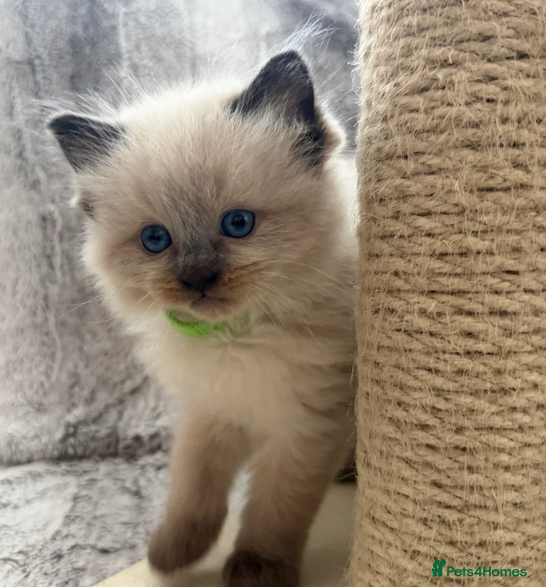 Ragdoll cats for stud: Premium GCCF/TICA Chocolate Point Ragdoll Stud - Advert 7