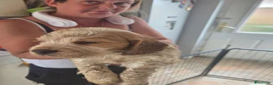 Cocker Spaniel 1
