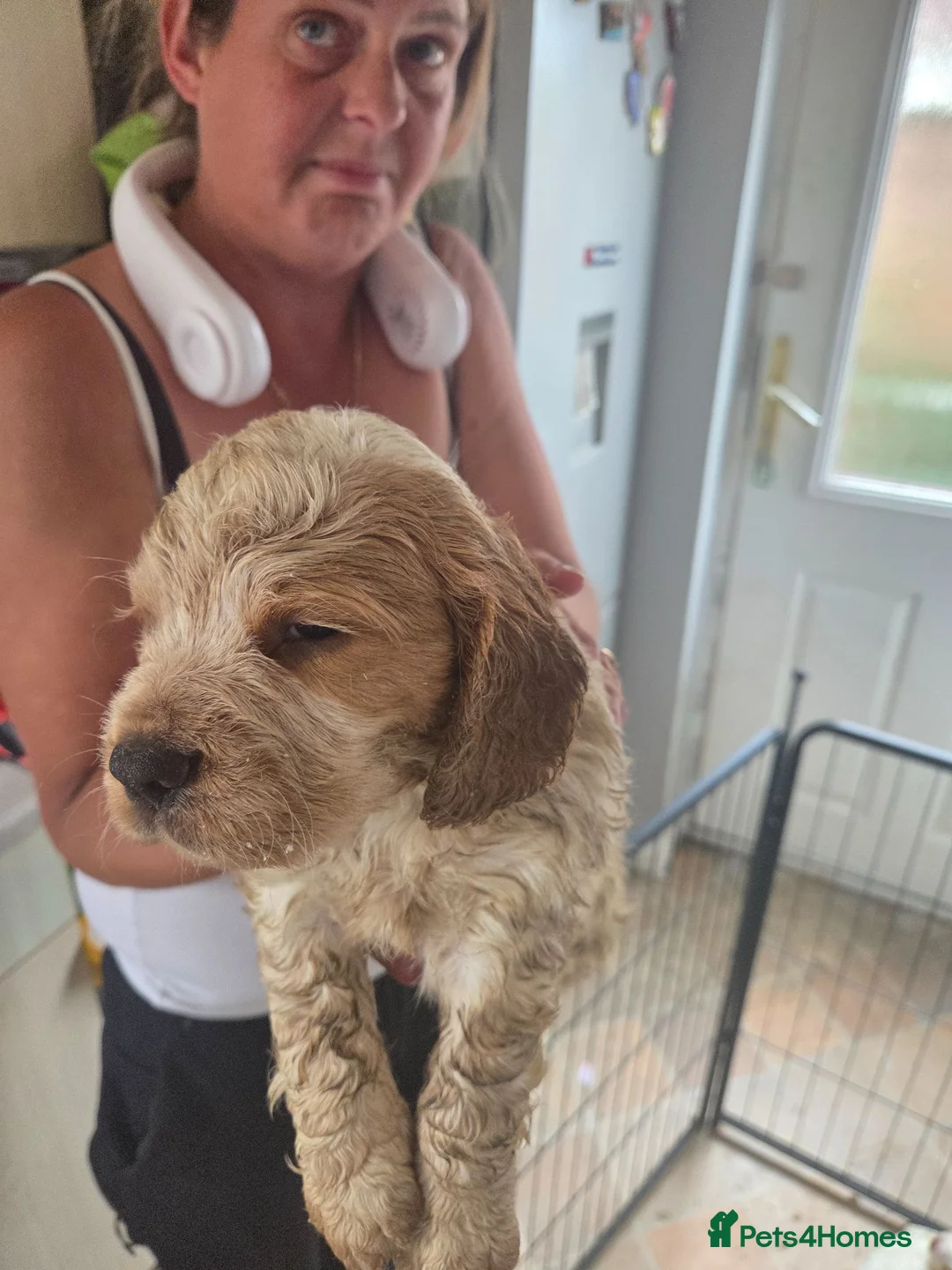 Cocker Spaniel dogs for sale: cocker spaniel puppies  - Advert 7