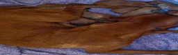 Labrador Retriever dogs for sale: KC REGISTERED FOX RED PUPPIES  in Bacup - Advert 4