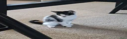Mixed Breed cats for sale: Kittens for adoption  in Lytham Saint Annes - Advert 6