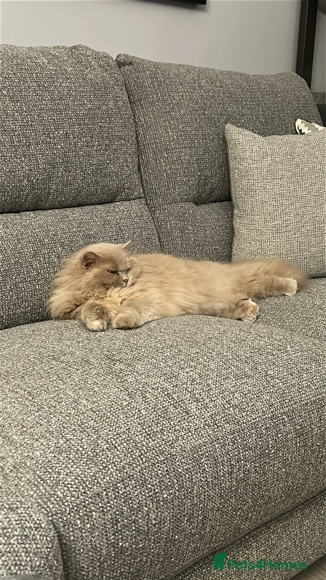 British Longhair cats for sale: Lola a fawn tortie British longhair - Advert 3
