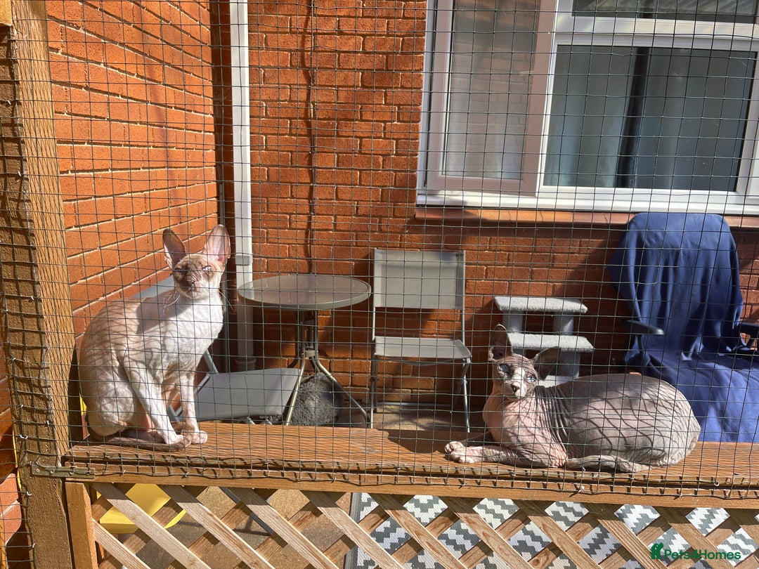 Cornish Rex cats for sale: Kira and Sushi - Image 6