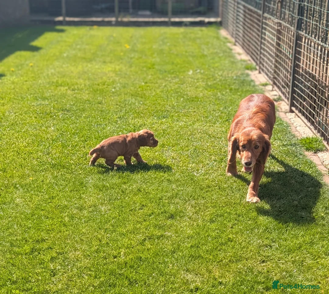Cocker Spaniel dogs for sale: Beautiful red working cocker spaniel bitch  - Advert 12