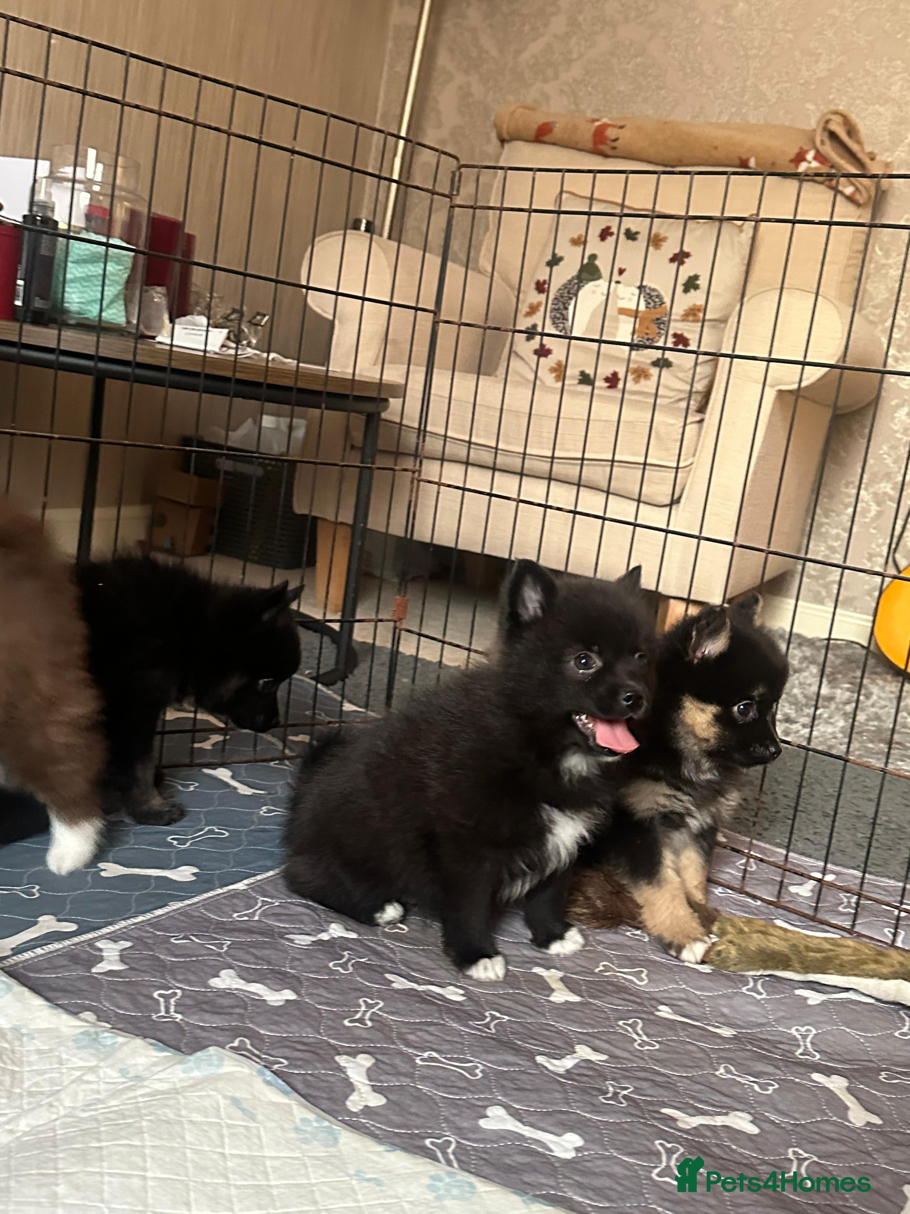 Pomsky dogs Last 2 boys- small Fluffy Pomsky pups - Advert 2
