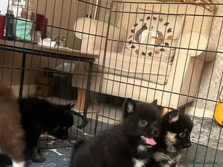 Pomsky dogs Last 2 boys- small Fluffy Pomsky pups - Advert 2