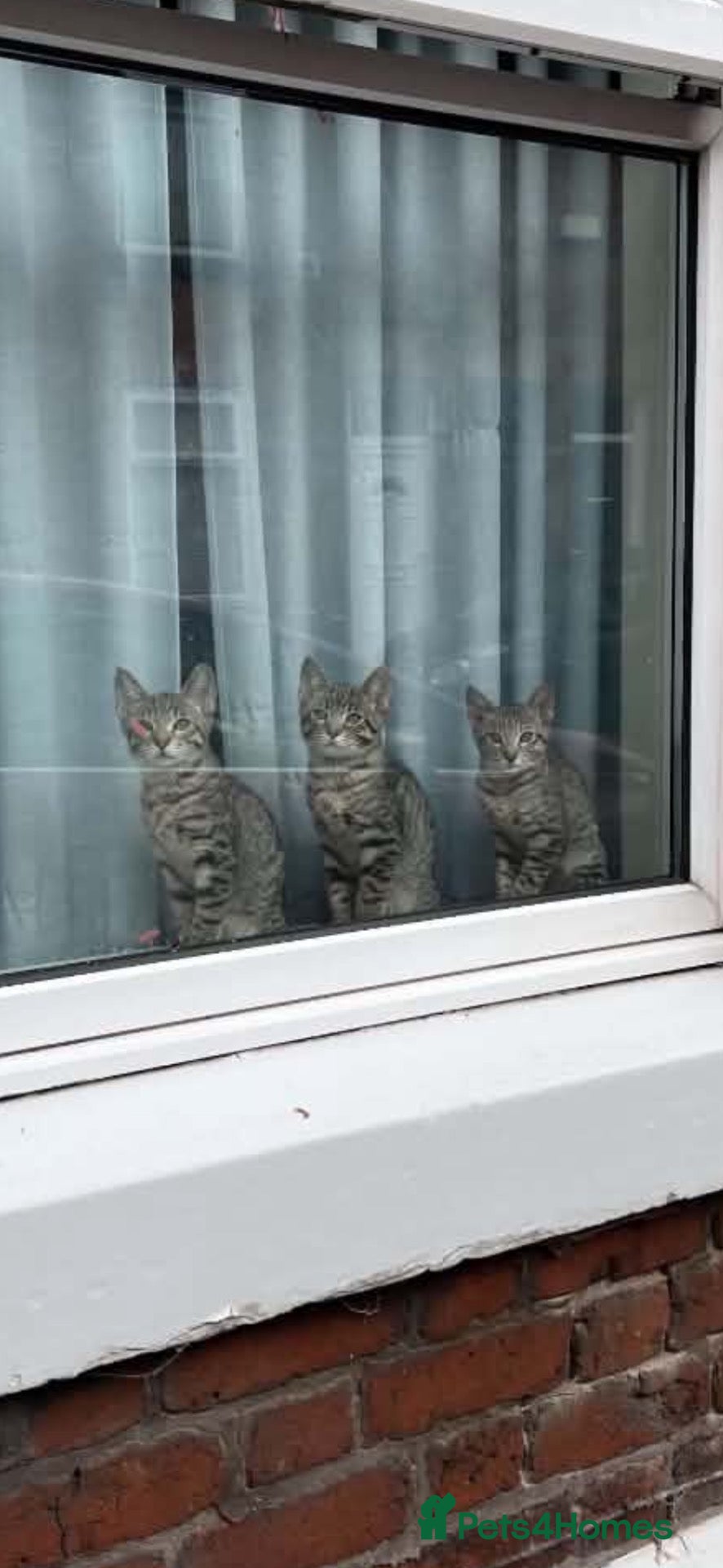 Mixed Breed cats 2 gorgeous kittens for sale AVAILABLE NOW - Advert 8