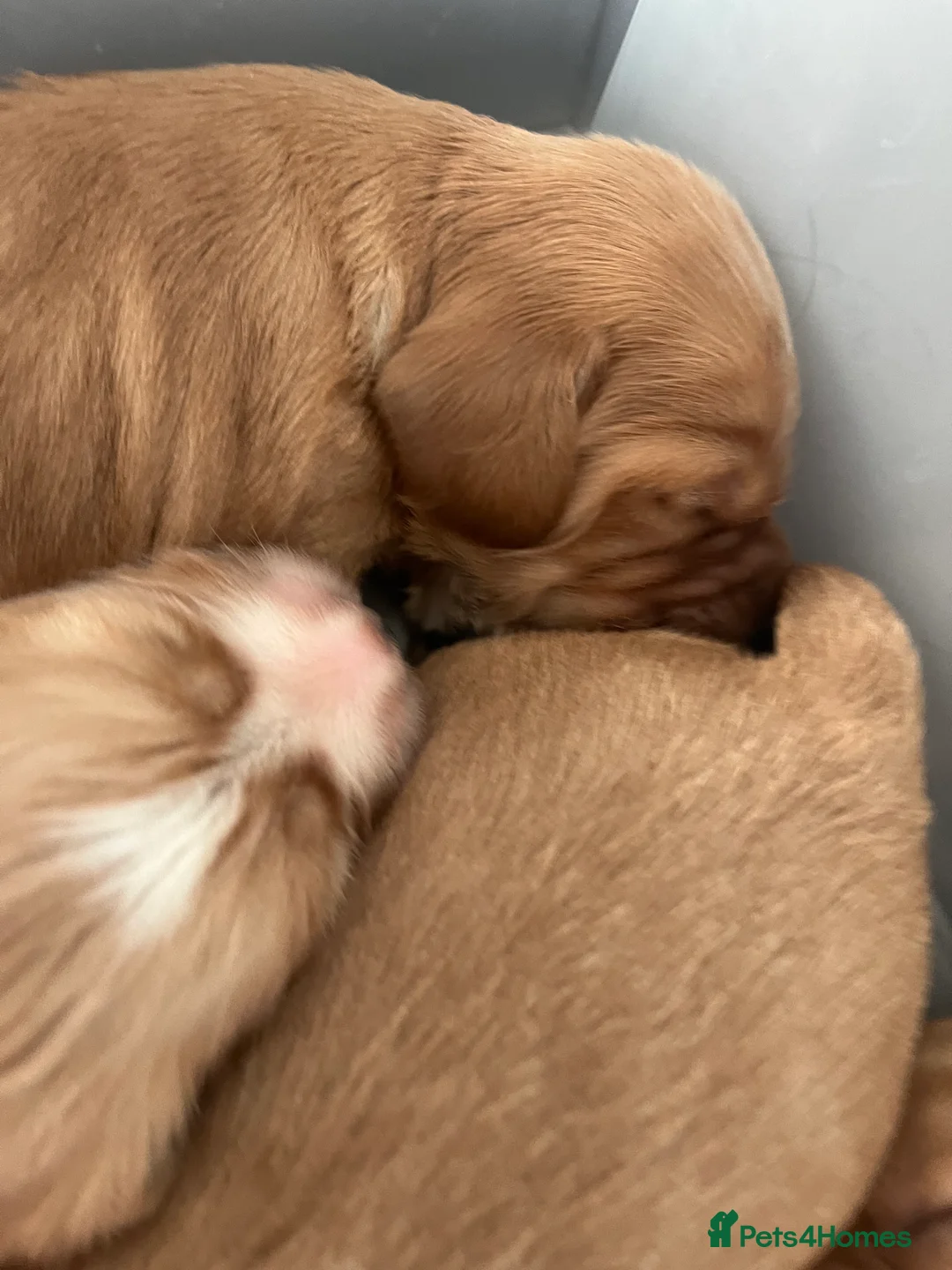 Cockapoo dogs for sale: 5 beautiful babies  - Advert 2