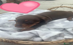 Dachshund dogs for sale: Gorgeous Dachshund Puppies - Image 5