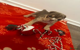 English Bulldog dogs for sale: 🐶✨ English Bulldog Puppies Available! ✨🐶 - Advert 11