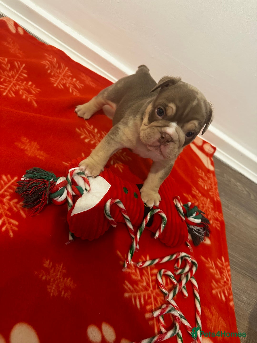 English Bulldog dogs for sale: 🐶✨ English Bulldog Puppies Available! ✨🐶 - Advert 11