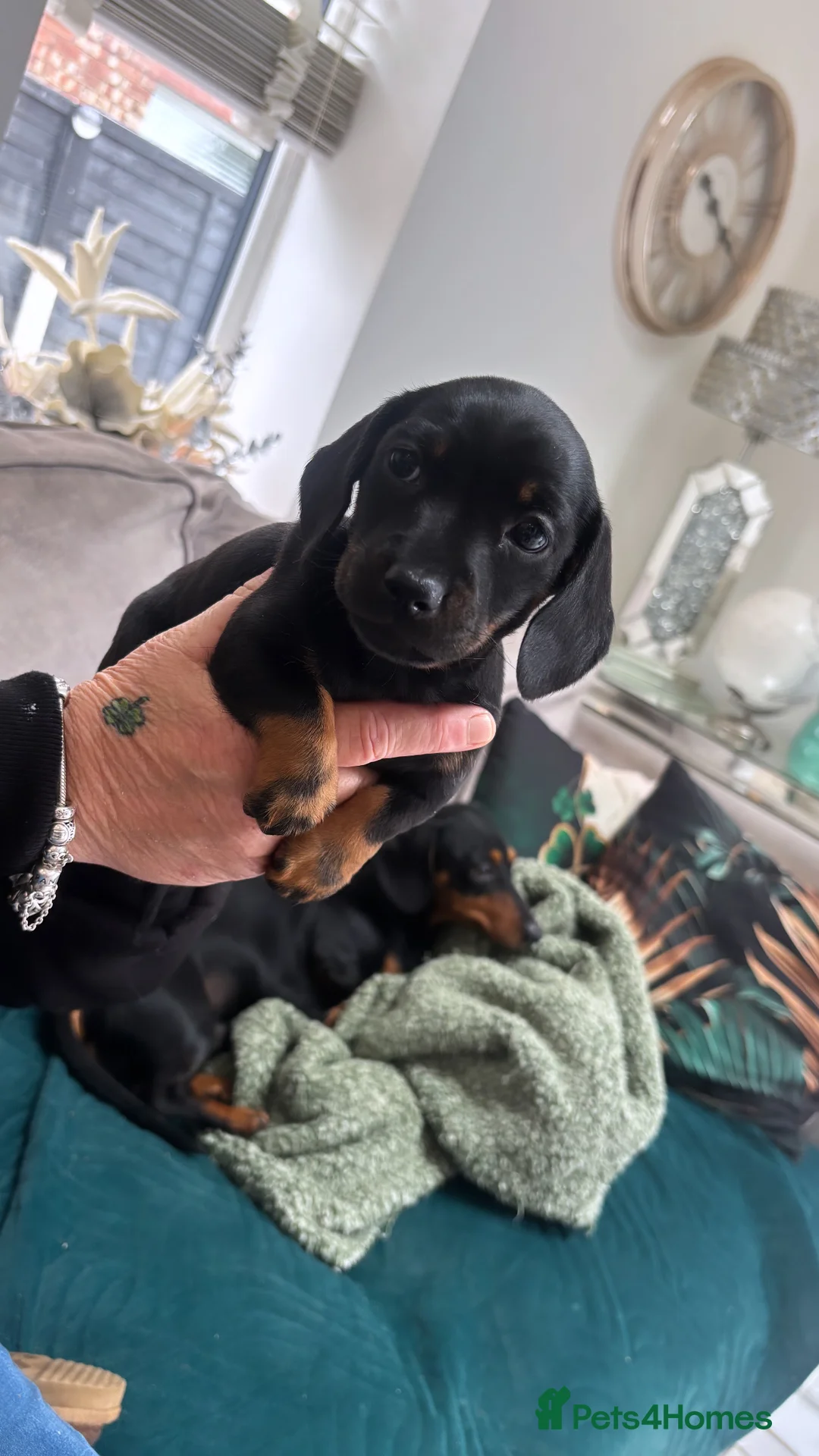 Miniature Dachshund dogs for sale: Miniature Dachsund  in Wigan - Advert 2