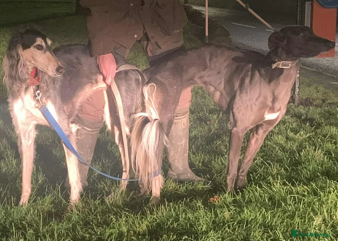 Saluki dogs for sale: Genuine first x  - Advert 1