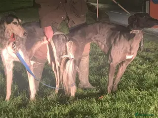 Saluki dogs Genuine first x - Advert 1