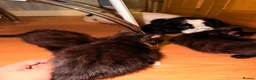 American Shorthair cats for sale: Cute kittens  - Advert 4