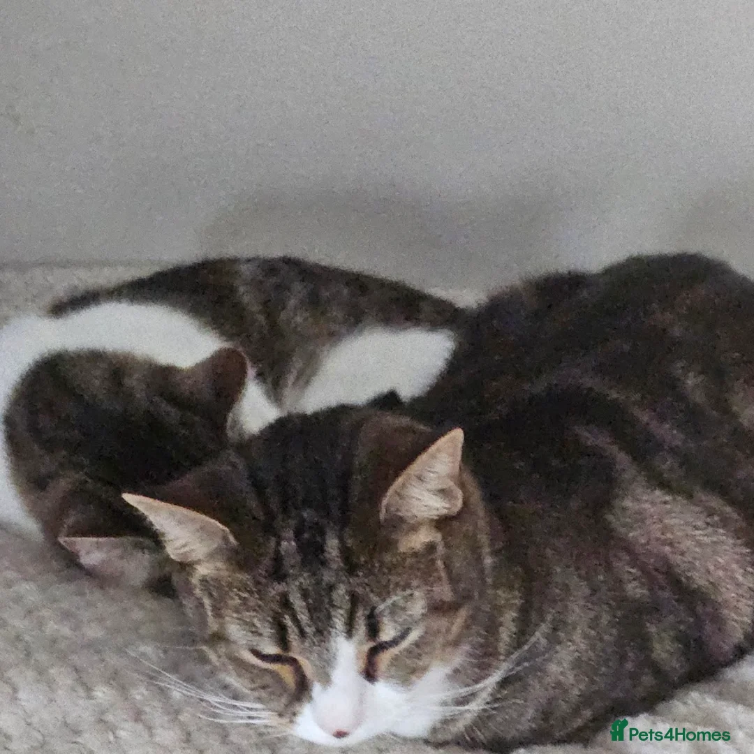 Mixed Breed cats for sale: 2 Brothers looking for a forever home.  in Doncaster - Advert 1