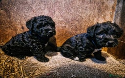 Mixed Breed dogs for sale: Bedlington x  - Image 2