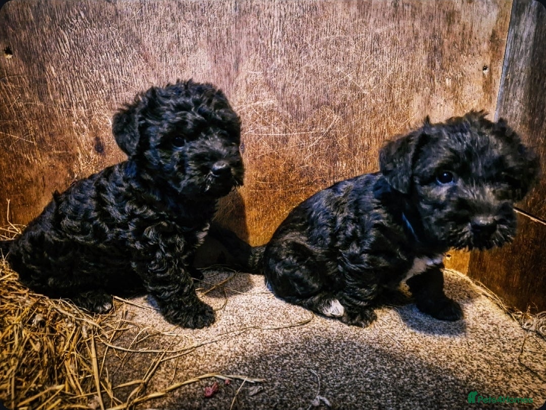 Mixed Breed dogs for sale: Bedlington x  - Image 2