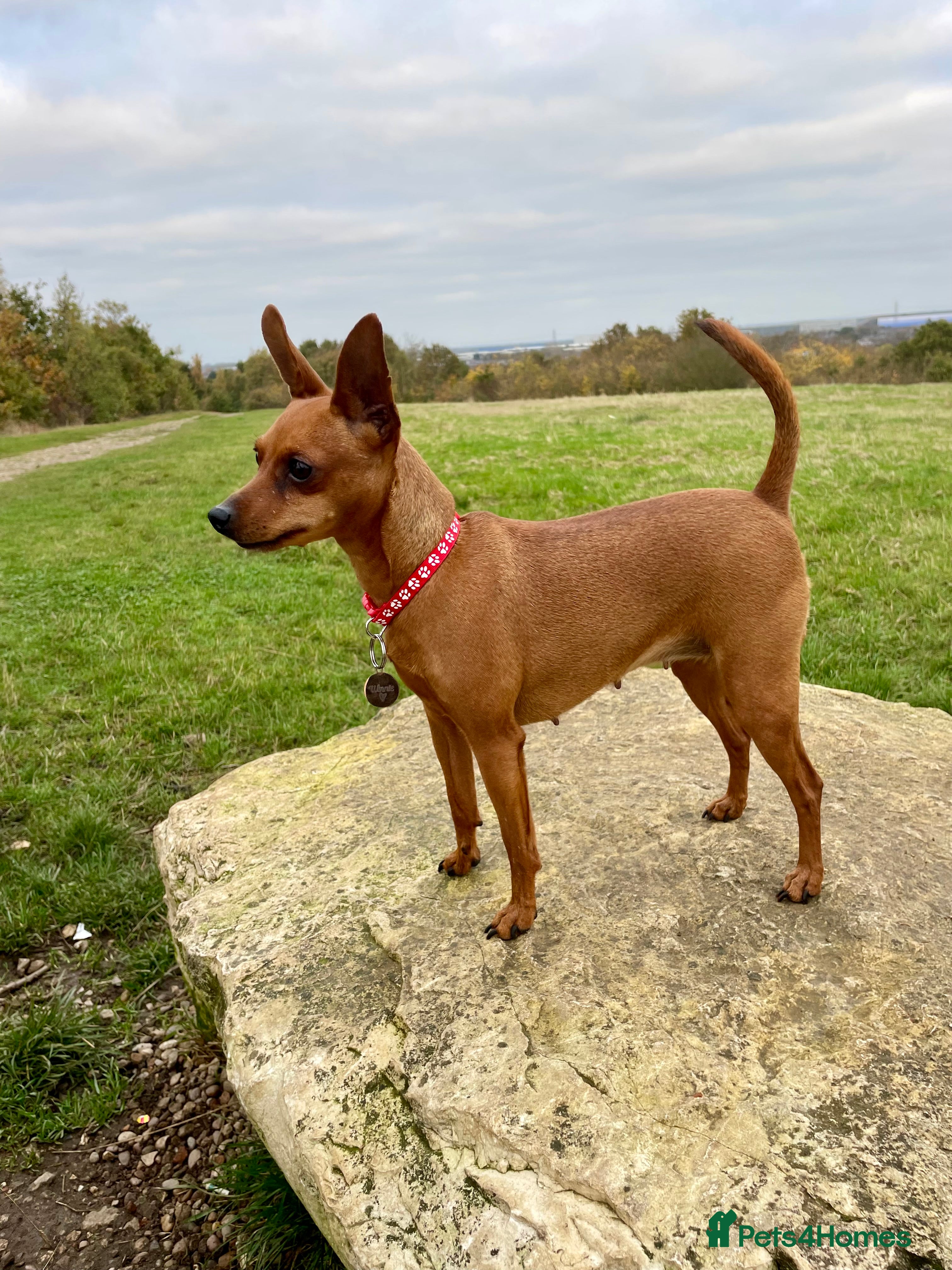 Miniature Pinscher dogs KC Miniature pincher - Advert 1