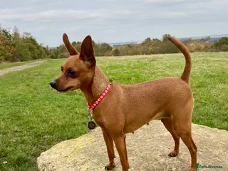 Miniature Pinscher dogs KC Miniature pincher - Advert 1